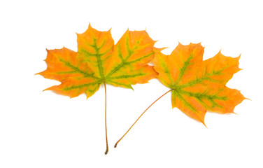 autumn leaves isolated