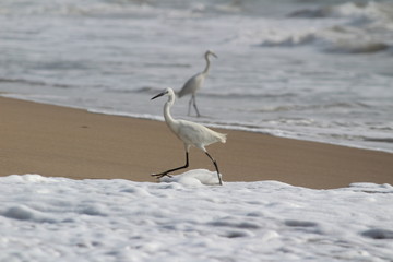 single white crane bird standing or searching or fishing on the beach in the morning at Chennai besant nagar Elliot's beach