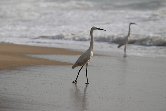 Two crane birds standing or searching or fishing on the beach in the morning at Chennai besant nagar Elliot's beach