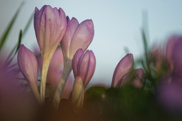 Fototapeta premium Herbstzeitlose