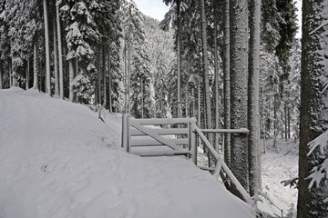 snowed in wood gate in the snow capped spruce forest