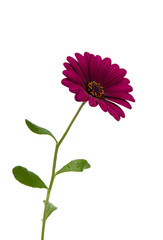 Osteosperumum Flower Daisy Isolated