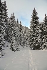snow walking in the beautiful winter forest on the mountains