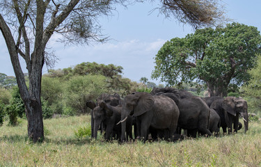 Naklejka premium Elephants under the tree