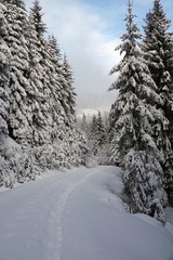 snow walking in the beautiful winter forest on the mountains