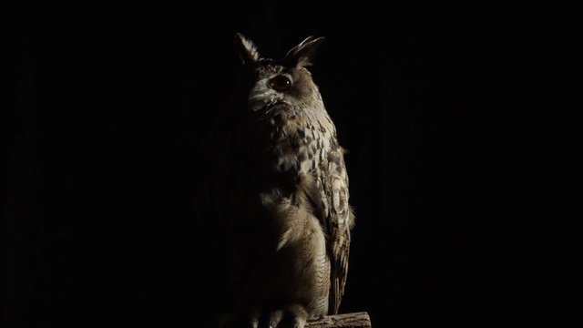 Big grey owl is sitting in low lighting and looking around