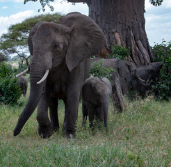 Fototapeta premium Elephants with baby