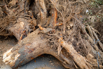 Trees cut off for building construction