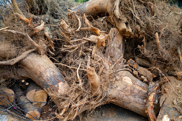 Trees cut off for building construction