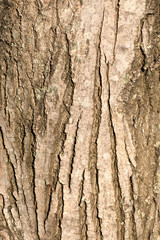 Beautiful textured uneven brown bark of an old deciduous tree on a sunny clear day. Closeup outdoors tree trunk shot. Beautiful modern trendy texture background. Design element.
