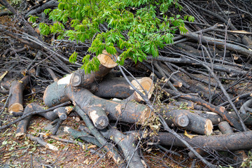 Trees cut off for building construction
