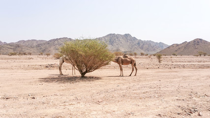 Desert landscape view with camels. selective focus