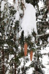 beautiful spruce cones on snow covered trees