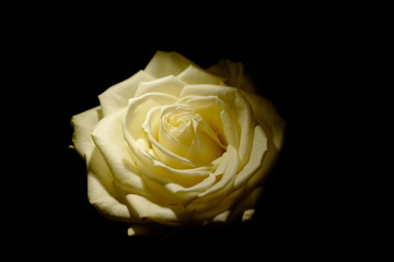 a beautiful yellow rose with black background