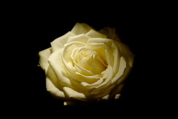 a beautiful yellow rose with black background