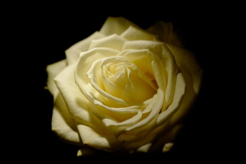 a beautiful yellow rose with black background