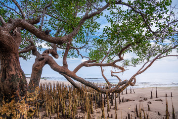Mangrove tree at the beach of Maumere, Flores, IDN