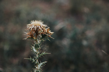 Close-up of thorny plant in the autumn meadow among dry grass. Dark plants backgrund concept. Seasoning nature concept. 