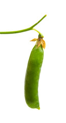 green peas isolated