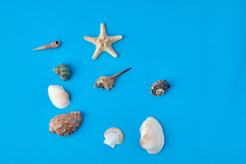 Various seashells on blue background, top view