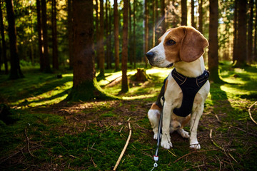 The beagle dog in sunny autumn forest. Alerted hound searching for scent and listening to the woods...