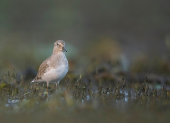 Temminck's stint in morning 