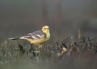 The Citrine wagtail in serach of food in wetland