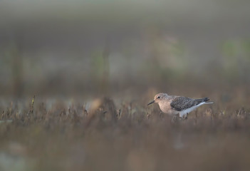 Temminck's stint