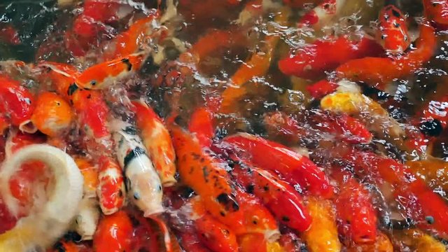 Large group of koi crap fish in water is scrambling for food and making water splash, footage from above in slow motion.