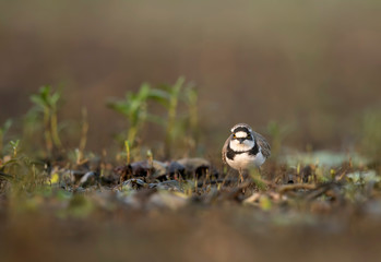 Little ringed plover