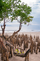 Mangrove tree at the beach of Maumere, Flores, IDN