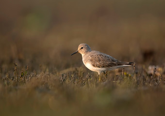 Temminck's stint in morning