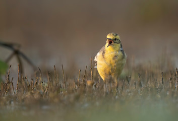 The Citrine wagtail Singing in morning