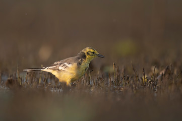 The Citrine wagtail in serach of food in wetland