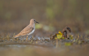 Temminck's stint