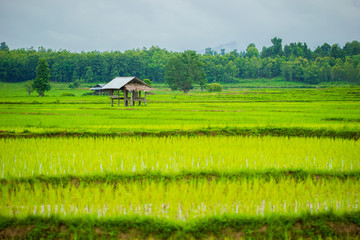 Cottage in the rice fields. Grey overcast sky in the rainy season. Copy space for text. Concept of...