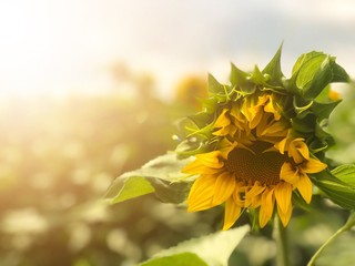 Naklejka premium Sunflower