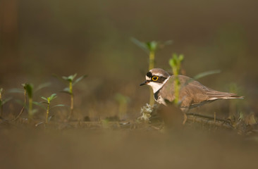 Little ringed plover