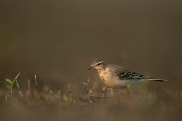 The wagtail  searching for food in morning