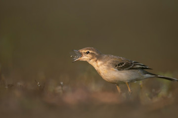 The wagtail  hunting in morning