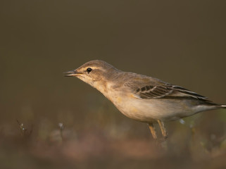 The wagtail  hunting in morning