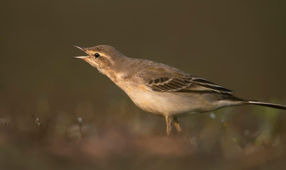 The wagtail  hunting in morning