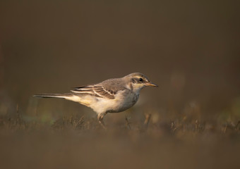 The wagtail  in morning