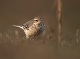The wagtail  in morning