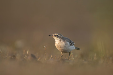 The wagtail  in morning