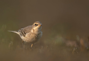 The wagtail  in morning