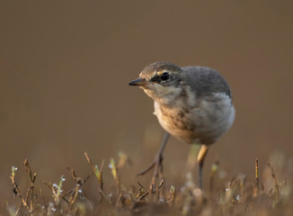 The wagtail  closeup in morning
