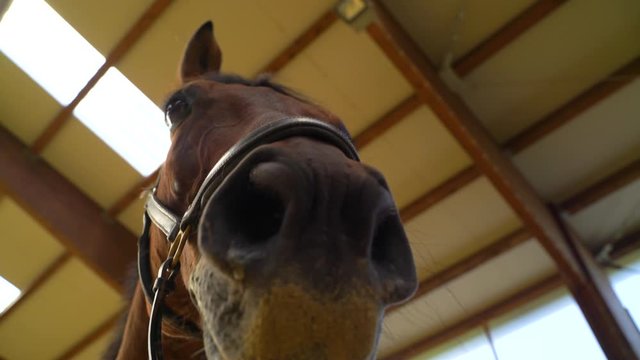 Image of brow horse at indoor farm, Croatia.