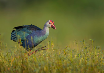 Grey-headed swamphen in morning