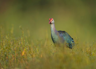 Grey-headed swamphen in morning